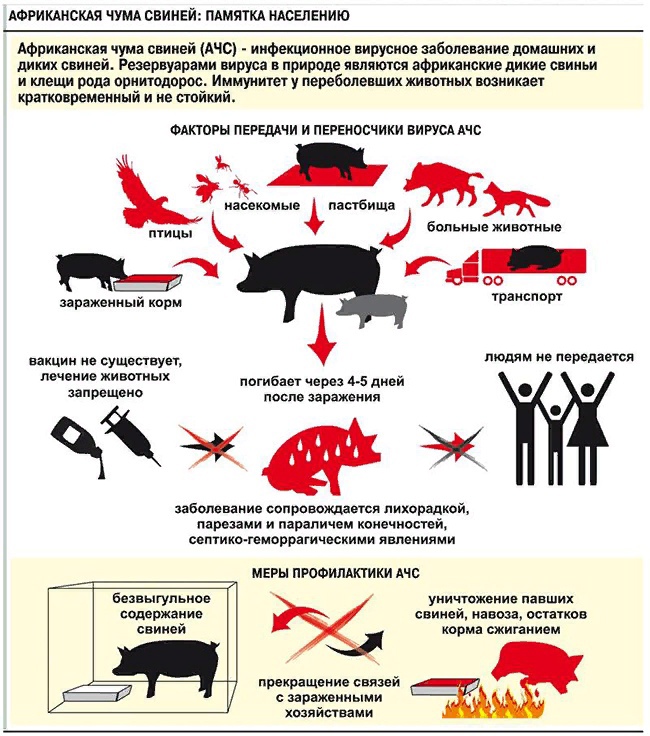 Африканская чума свиней