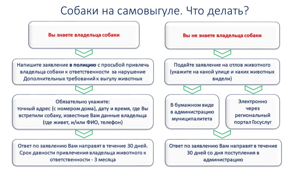 Собаки на самовыгуле. Что делать?